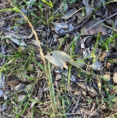 Bothriochloa macra at Mulgoa, NSW - 7 Apr 2025 03:00 PM