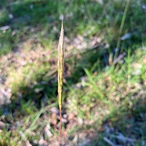 Bothriochloa macra at Mulgoa, NSW - 7 Apr 2025 03:00 PM