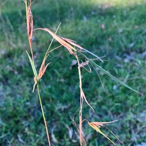 Themeda triandra at Mulgoa, NSW - 7 Apr 2025 02:59 PM
