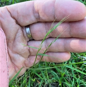 Microlaena stipoides at Mulgoa, NSW - 7 Apr 2025 02:58 PM