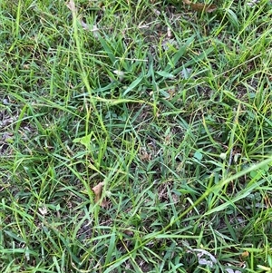 Microlaena stipoides at Mulgoa, NSW - 7 Apr 2025 02:58 PM
