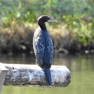 Phalacrocorax sulcirostris at Ascot, WA - 6 Apr 2025 10:40 AM
