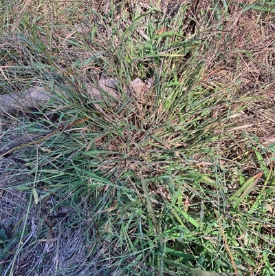 Digitaria sanguinalis (Summer Grass) at Belconnen, ACT - 15 Mar 2025 by JohnGiacon