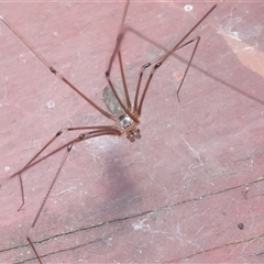 Pholcidae (family) (Daddy Long-legs Spiders) at Belconnen, ACT - 22 Mar 2025 by JohnGiacon