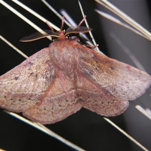 Anthela repleta at Bolivia, NSW - suppressed