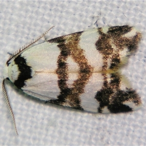 Thallarcha albicollis at Bolivia, NSW - suppressed