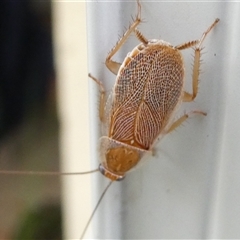 Balta spuria (A Balta Cockroach) at Belconnen, ACT - 2 Mar 2025 by JohnGiacon