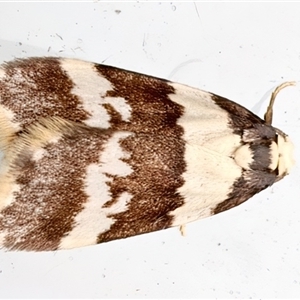 Halone sejuncta at Rosedale, NSW - 8 Apr 2025 10:36 PM