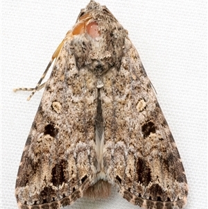 Spodoptera mauritia at Rosedale, NSW - 8 Apr 2025 10:35 PM