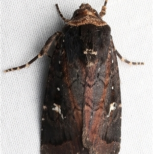 Proteuxoa testaceicollis at Rosedale, NSW - 8 Apr 2025 10:35 PM