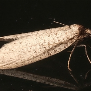 Lepidoscia (genus) ADULT at Rosedale, NSW - 8 Apr 2025 10:37 PM