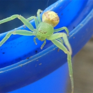 Unverified Spider at Belconnen, ACT - 1 Mar 2025 by JohnGiacon