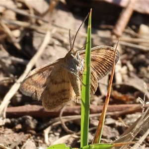 Scopula rubraria at Yackandandah, VIC - 12 Apr 2025 09:15 AM