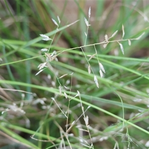 Eragrostis brownii at Yackandandah, VIC - 12 Apr 2025 09:48 AM