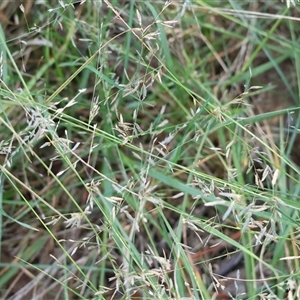 Eragrostis brownii at Yackandandah, VIC - 12 Apr 2025 09:48 AM