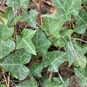 Hedera sp. at Yackandandah, VIC - 12 Apr 2025 09:52 AM