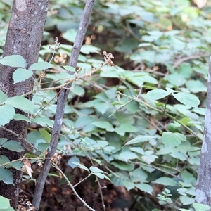 Rubus anglocandicans at Yackandandah, VIC - 12 Apr 2025 09:52 AM