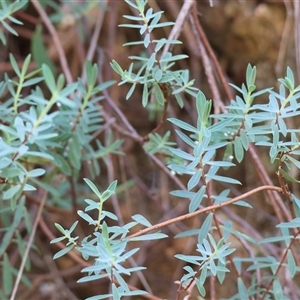Pimelea linifolia at Yackandandah, VIC - 12 Apr 2025 10:10 AM