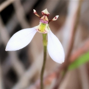 Eriochilus cucullatus at Yackandandah, VIC - suppressed
