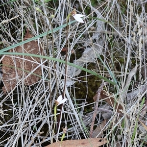 Eriochilus cucullatus at Yackandandah, VIC - suppressed