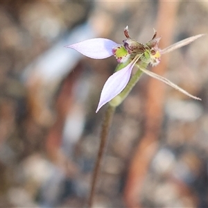 Eriochilus cucullatus at Yackandandah, VIC - suppressed