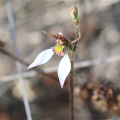 Eriochilus cucullatus at Yackandandah, VIC - suppressed