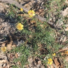 Xerochrysum viscosum at Yackandandah, VIC - 12 Apr 2025 10:26 AM
