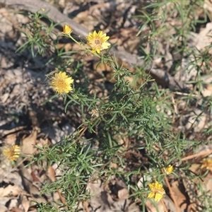 Xerochrysum viscosum at Yackandandah, VIC - 12 Apr 2025 10:26 AM