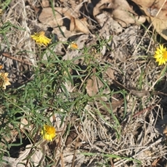 Xerochrysum viscosum at Yackandandah, VIC - 12 Apr 2025 10:26 AM