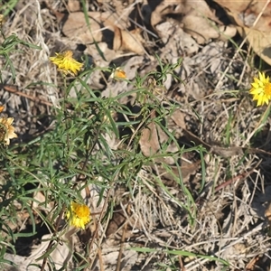 Xerochrysum viscosum at Yackandandah, VIC - 12 Apr 2025 10:26 AM