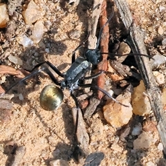 Polyrhachis ammon at Yackandandah, VIC - 12 Apr 2025 10:27 AM