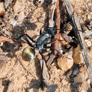 Polyrhachis ammon at Yackandandah, VIC - 12 Apr 2025 10:27 AM