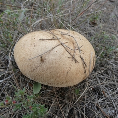 Unverified Cap on a stem; pores below cap [boletes & stemmed polypores] by Paul4K