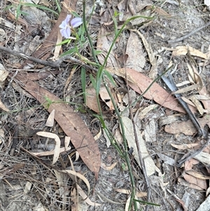 Scaevola ramosissima at Bucketty, NSW - 14 Apr 2025 07:37 AM