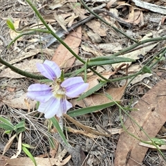 Scaevola ramosissima at Bucketty, NSW - 14 Apr 2025 07:37 AM