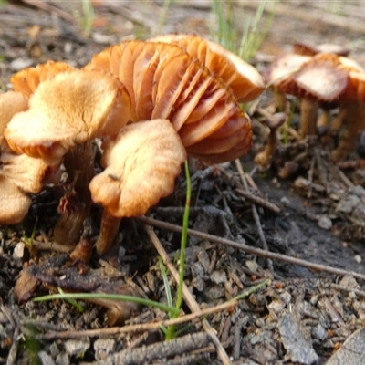 Unverified Cap on a stem; gills below cap [mushrooms or mushroom-like] by Paul4K