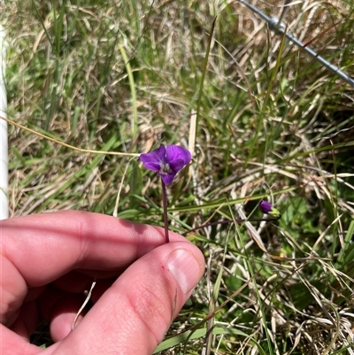 Viola betonicifolia subsp. betonicifolia (Arrow-Leaved Violet) at Mount Clear, ACT - 11 Nov 2024 by JamesVandersteen