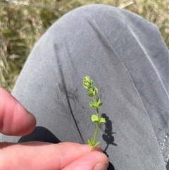 Galium ciliare subsp. ciliare at Mount Clear, ACT - 11 Nov 2024 by JamesVandersteen