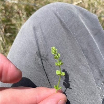Galium ciliare subsp. ciliare at Mount Clear, ACT - 11 Nov 2024 by JamesVandersteen