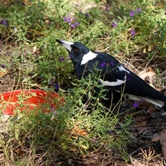 Gymnorhina tibicen (Australian Magpie) at Downer, ACT - 8 Apr 2025 by RobertD