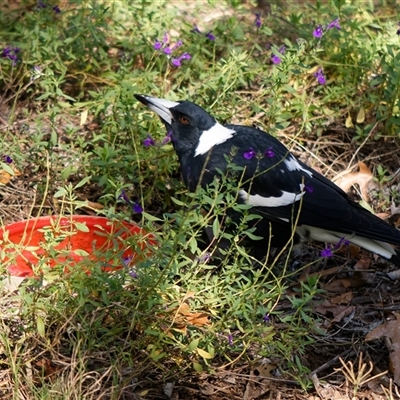 Gymnorhina tibicen (Australian Magpie) at Downer, ACT - 8 Apr 2025 by RobertD