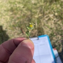 Trifolium dubium (Yellow Suckling Clover) at Mount Clear, ACT - 11 Nov 2024 by JamesVandersteen