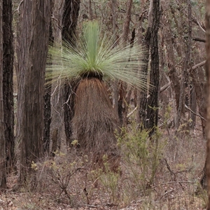 Xanthorrhoea glauca subsp. angustifolia at Indigo Valley, VIC - suppressed