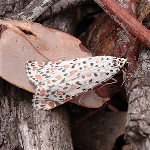 Utetheisa pulchelloides at Indigo Valley, VIC - 30 Mar 2025 01:36 PM