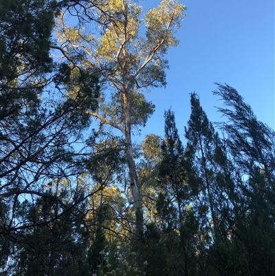 Eucalyptus dwyeri at Crowther, NSW - 13 Apr 2025 by Frecko