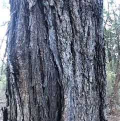 Eucalyptus dives at Crowther, NSW - 13 Apr 2025 by Frecko