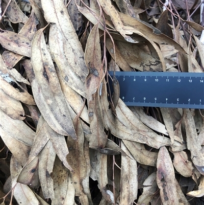 Eucalyptus rossii (Inland Scribbly Gum) at Crowther, NSW - 13 Apr 2025 by Frecko