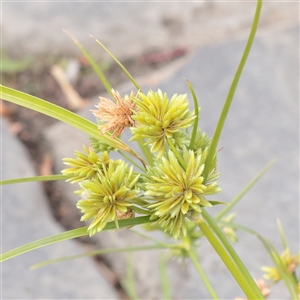 Cyperus eragrostis at Princes Hill, VIC - 31 Mar 2025 02:27 PM
