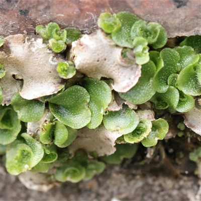 Unverified Fern or Clubmoss at Carlton North, VIC - 31 Mar 2025 by ConBoekel