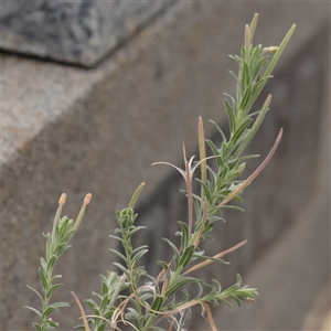 Unverified Other Wildflower or Herb at Carlton North, VIC - 31 Mar 2025 by ConBoekel